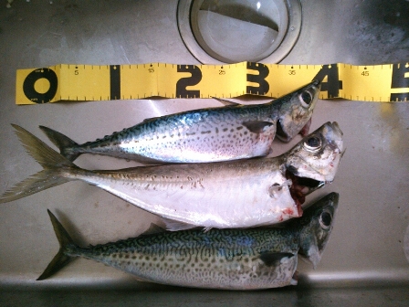 �^�C�\���̒މ�