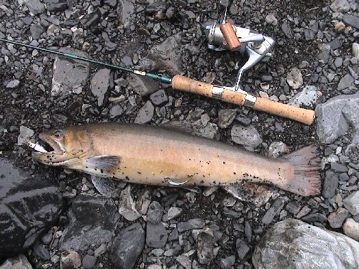 �������}�g�C���i