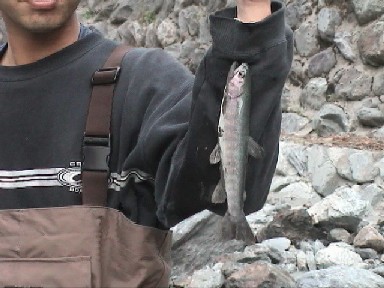 �g��̃n�C�u���b�g