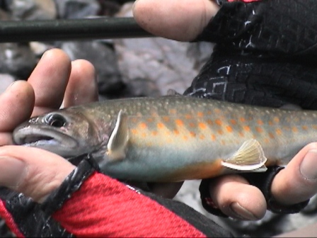 �ǌ^�C���i�f�d�s