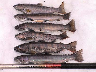 �����̃L�[�v��