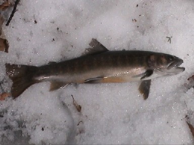 �X�����}�g