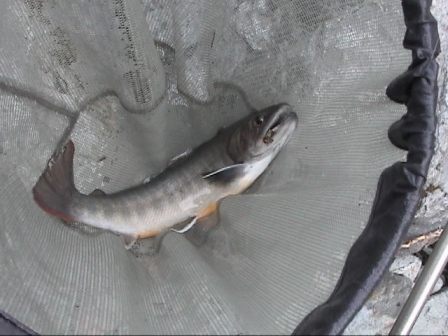 ���̂X���n�C�u���b�g