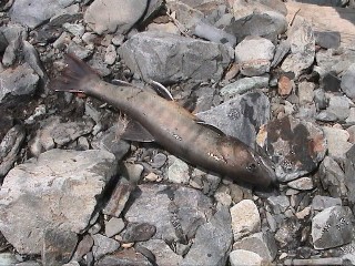 �i�I�L�̎ڃC���i