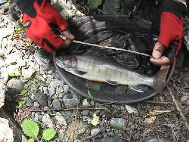 �ǌ^�n�C�u���b�g