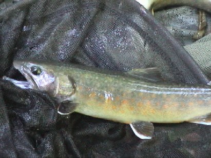 �L���C�Ȏڃn�C�u���b�g