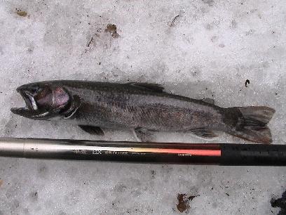 ���̂Q�W����