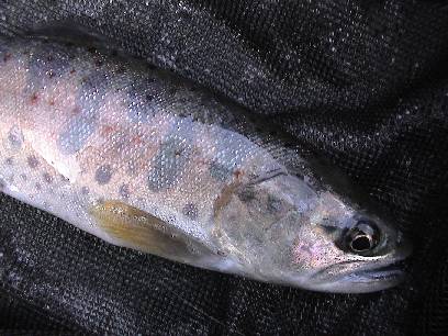 �h��̕����A�}�S