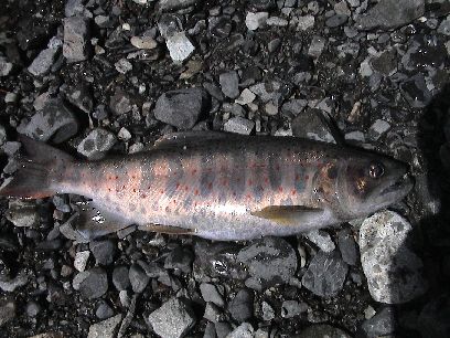 �r��̃A�}�S