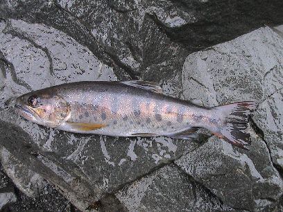 ���F���܂��̃n�Y