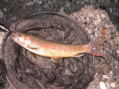 �}�b�T�[�̎ڊ⋛