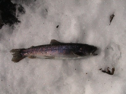 ���I�ɔ��N�Ԃ�̃C���i