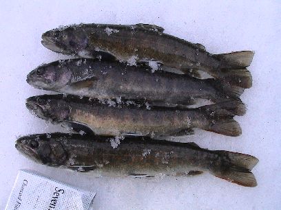 ���֓��L�[�v��