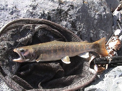 �g���C������̏���