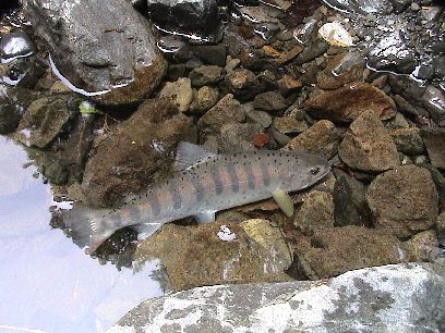 ���V�[�Y�����A�}�S