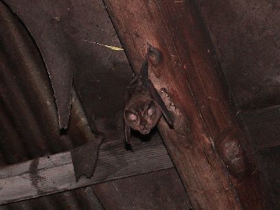 �R�����̏Z�l