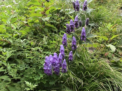 ���߂Č���