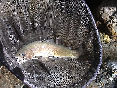 ���I�ɉ�������