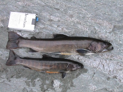 �����L�[�v��