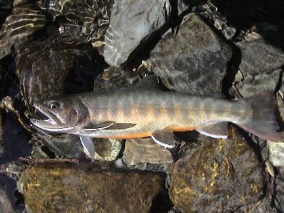 ���V�[�Y������a�⋛