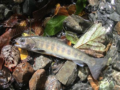 �������̊⋛