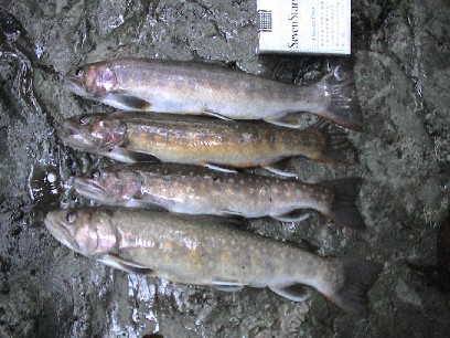 ���V�[�Y���Ō�̒މ�