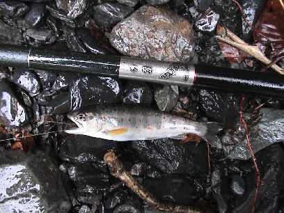 ���̏��A�}�S