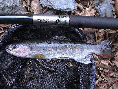 �K���K���ȃA�}�S