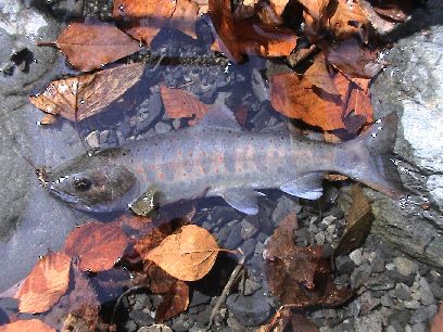 �T�r�t���W��