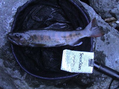 �������ŏo���X��