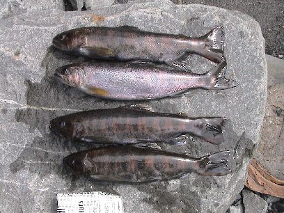 �ŏI���L�[�v