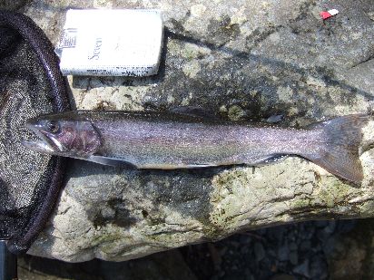 ����ł��Ȃ�����������