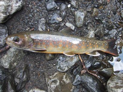 �V�R�J���[