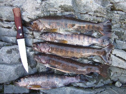 ���֓��L�[�v