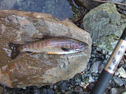 �n�C�u���b�g�������݂̓V�R�H