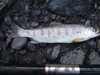 �����[�X�ς�