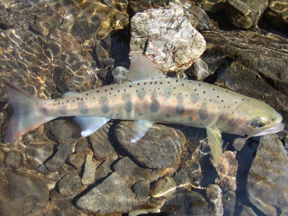 ���F�H�A�}�S