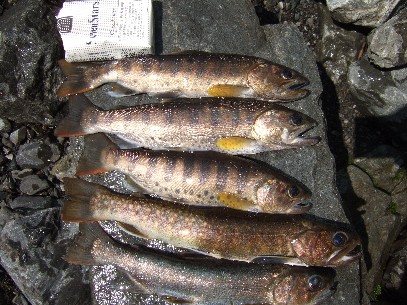 �ŏI���L�[�v��