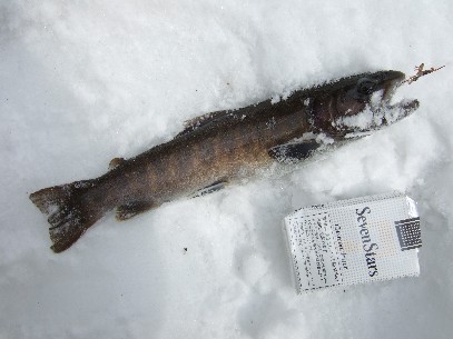 ���̂X���n�C�u���b�g