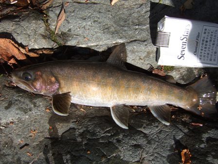 �X���n�C�u���b�g