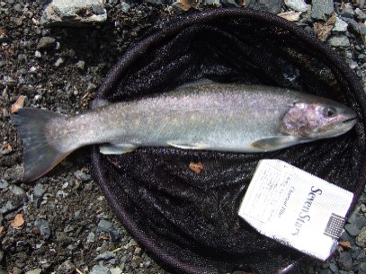 ���I���N���ڃC���i