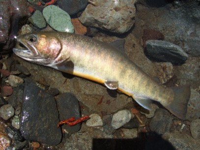 ���N�����}�g