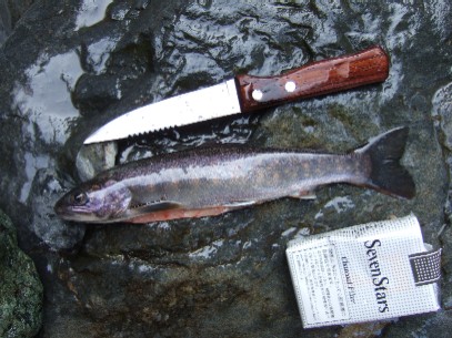 �W���n�C�u���b�g