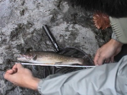 �R�S�����f�d�s