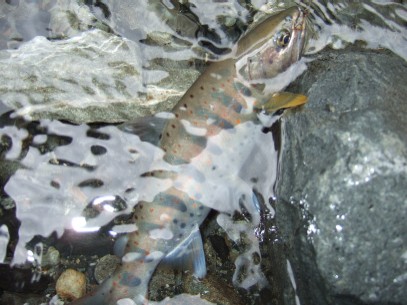 ���^�ł��ǌ^�A�}�S