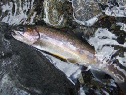 �P���ڂ̓C���i