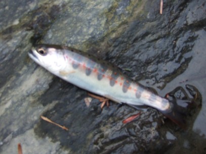 ���^�Ȃ��珉�A�}�S