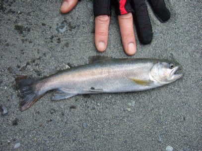 �ŏ��͉����Ǝv����