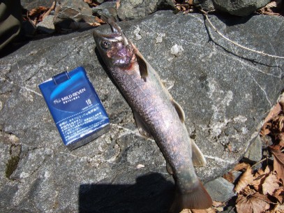 �X���n�C�u���b�g