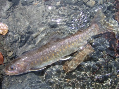 ������X��